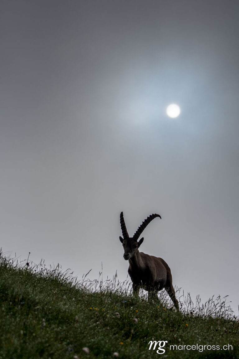 Steinbock Bilder. alpine ibex (capra ibex) in the mist in Berner Oberland. Marcel Gross Photography