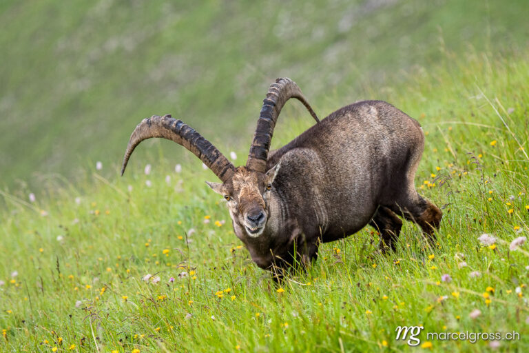 Steinbock Bilder. giant alpine ibex (capra ibex) feeding on Brienzer Rothorn. Marcel Gross Photography