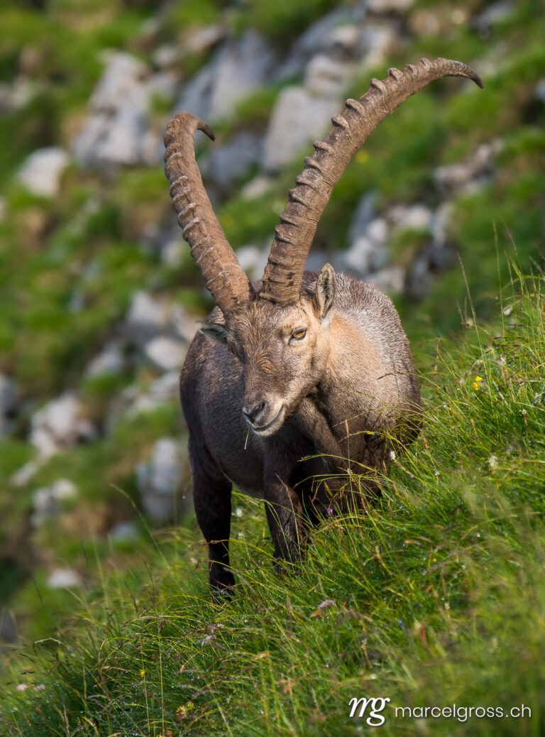 Steinbock Bilder. giant alpine ibex (capra ibex) feeding on Brienzer Rothorn. Marcel Gross Photography