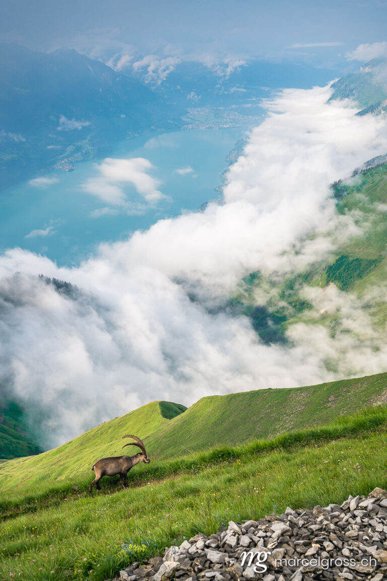 Capricorn pictures. giant alpine ibex (capra ibex) high above Lake Brienz in Bernese Oberland. Marcel Gross Photography