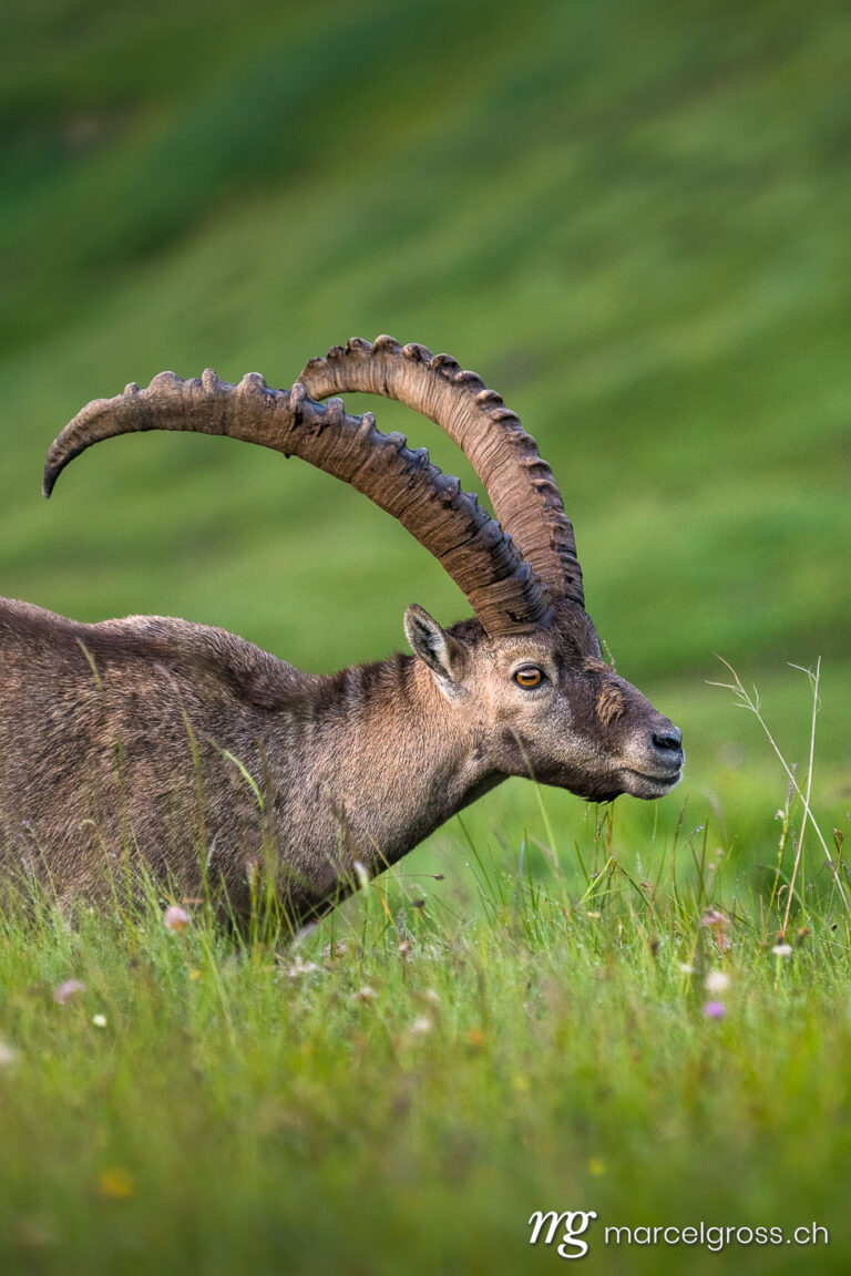 Steinbock Bilder. giant alpine ibex (capra ibex) in a lush green meadow in Berner Oberland. Marcel Gross Photography