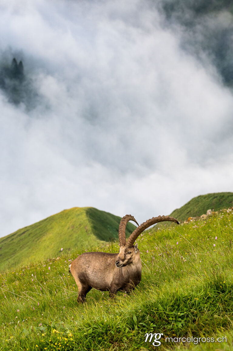 Steinbock Bilder. giant alpine ibex (capra ibex) in a lush green meadow in Berner Oberland. Marcel Gross Photography