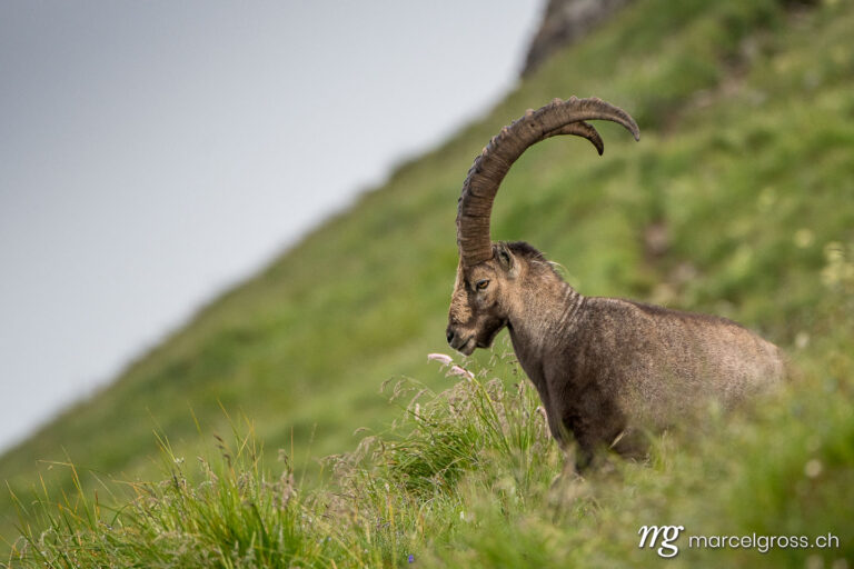 Steinbock Bilder. giant alpine ibex (capra ibex) looking down a steep slope on Brienzer Rothorn. Marcel Gross Photography