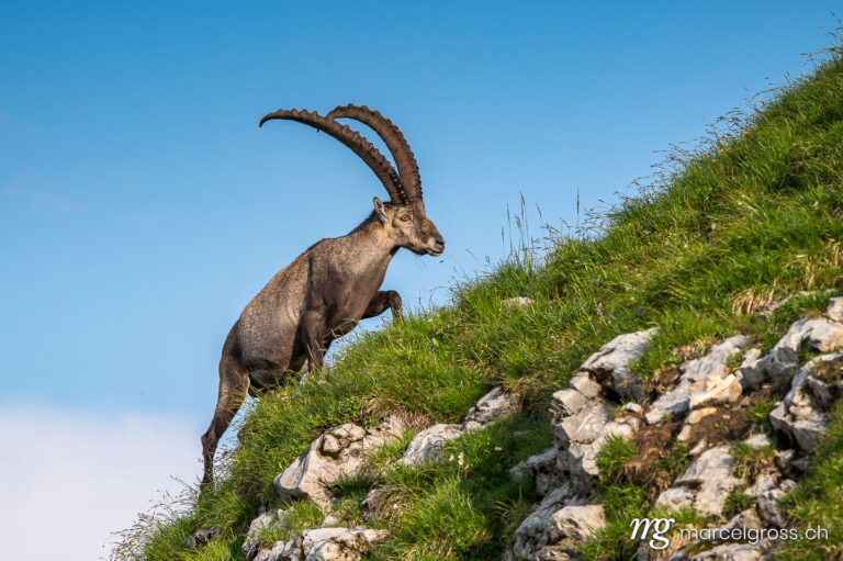 Capricorn pictures. giant alpine ibex (capra ibex) on a steep ridge in Bernese Oberland. Marcel Gross Photography