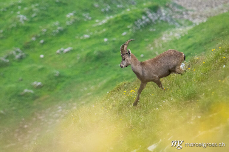 Capricorn pictures. young alpine ibex (capra ibex) running in a lush green meadow in Bernese Oberland. Marcel Gross Photography