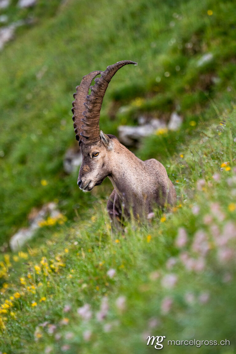 Steinbock Bilder. young male alpine ibex (capra ibex) in a lush green meadow in Berner Oberland. Marcel Gross Photography