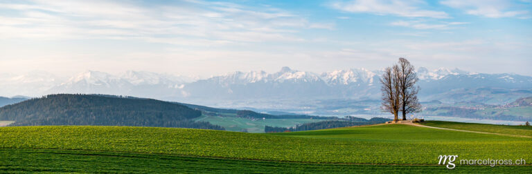 Panorama pictures Switzerland. view from Ballenbühl with meadow and giant trees and the Range of Niesen and Stockhorn in the distance. Marcel Gross Photography