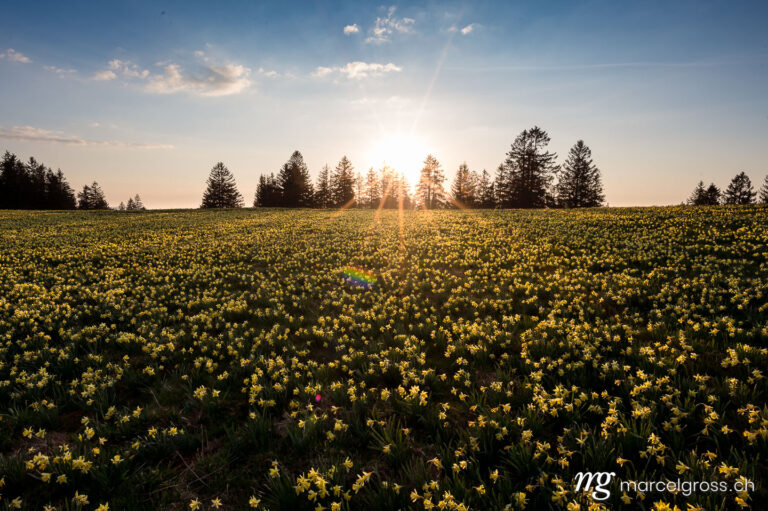 Frühlingsbilder Schweiz. Jura Narzisse im Sonnenuntergang. Marcel Gross Photography