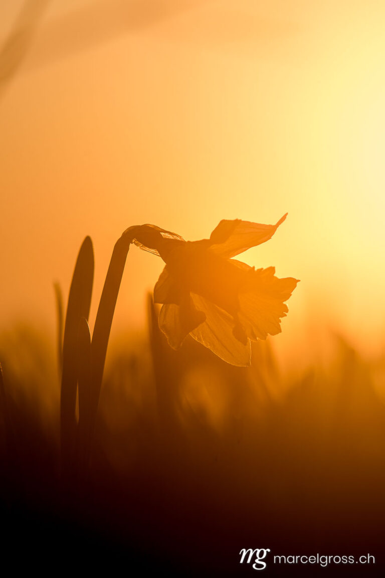 Frühlingsbilder Schweiz. Jura Narzisse im Sonnenuntergang. Marcel Gross Photography