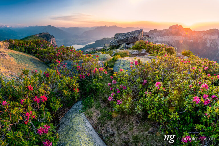 Panorama pictures Switzerland. alpine roses at sunset in the swiss alps. Marcel Gross Photography