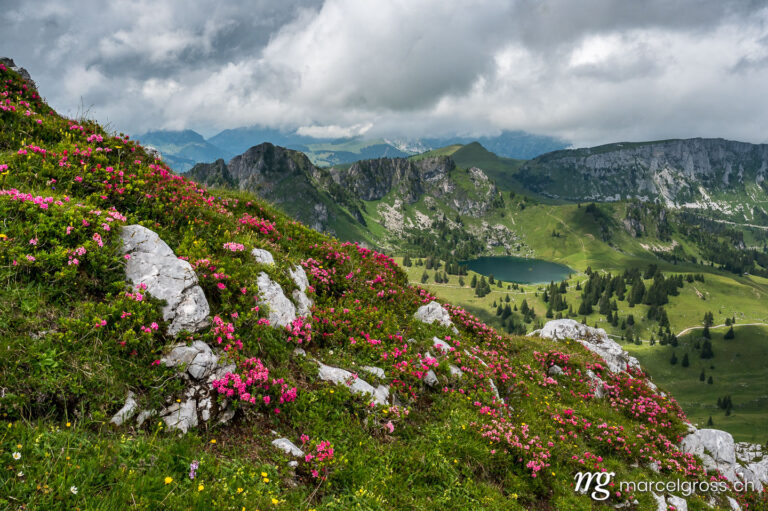 Sommerbilder Schweiz. alpine roses in Diemtigtal with Seebergsee in the Bernese Alps. Marcel Gross Photography
