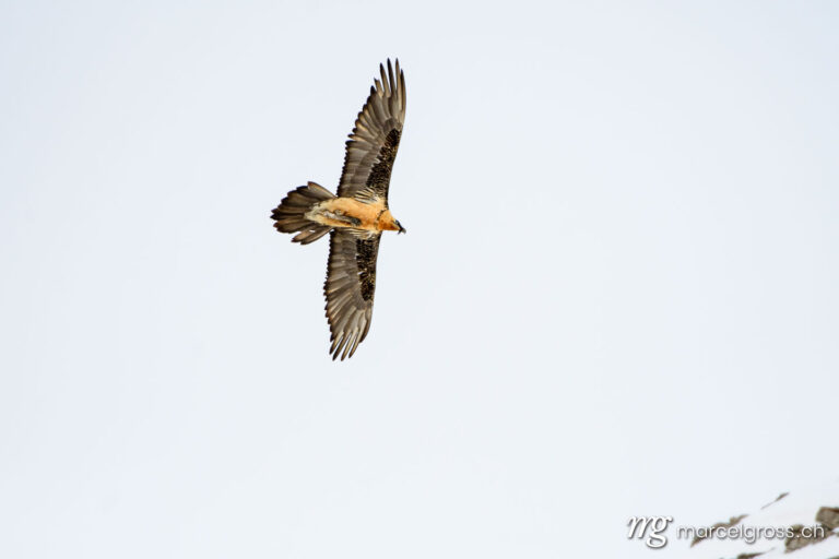 . Bearded vulture (Gypaetus barbatus) in flight in Valais, Switzerland. Marcel Gross Photography