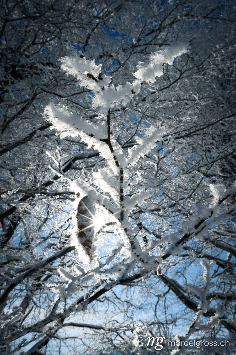 Winter picture Switzerland. frozen and snow covered branch in winter with a single leaf . Marcel Gross Photography