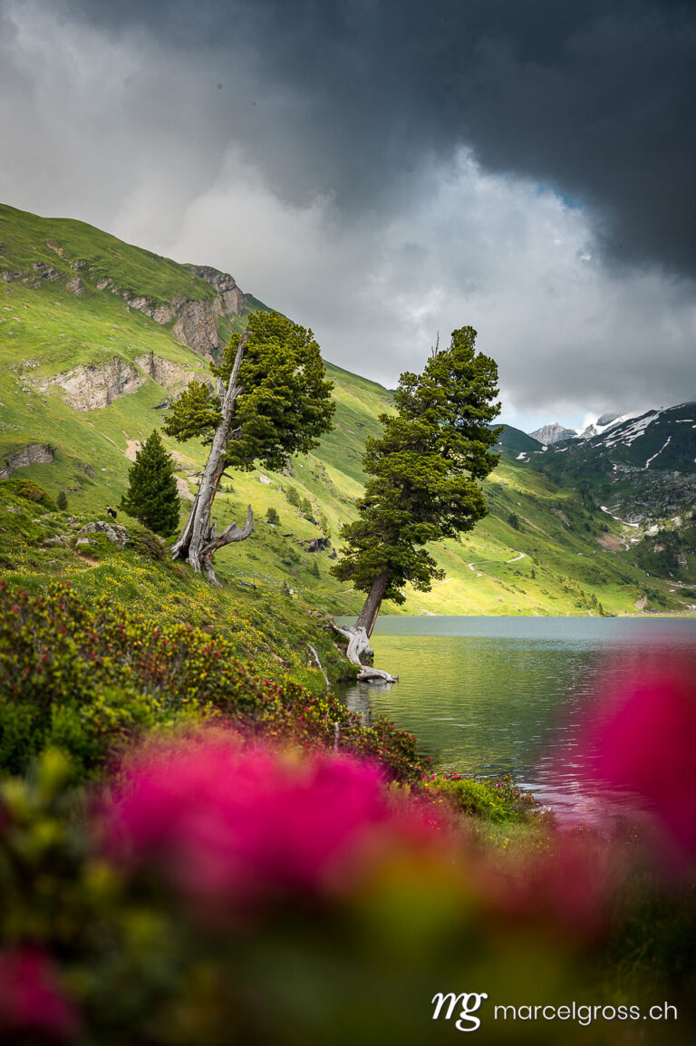 . two old trees at Engstlensee in the Bernese alps with alpine roses in the foreground. Marcel Gross Photography