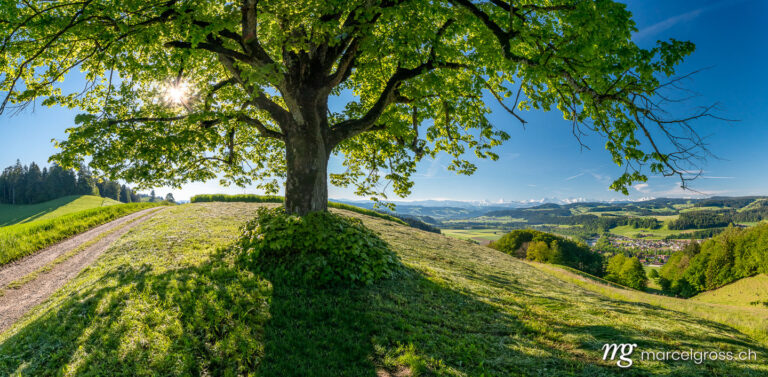 Panorama pictures Switzerland. Under an Emmental lime tree. Marcel Gross Photography