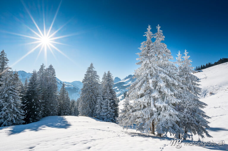 Winter picture Switzerland. wonderful white, snow covered fir tree in winter in the Bernese alps with sun star. Marcel Gross Photography