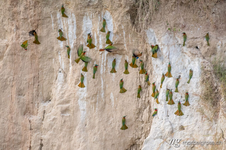 Uganda Bilder. colony of bee-eaters in Murchison Falls National Park, Uganda. Marcel Gross Photography