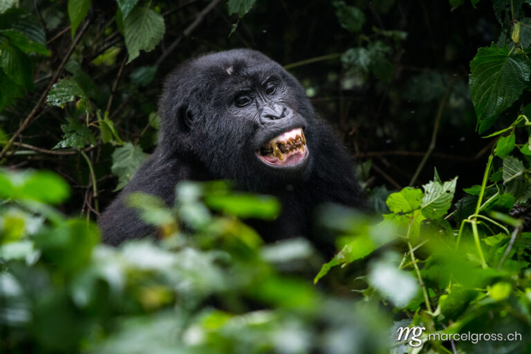 Uganda Bilder. blackback gorilla in the misty cloud forest of Bwindi Impenetrable National Park. Marcel Gross Photography