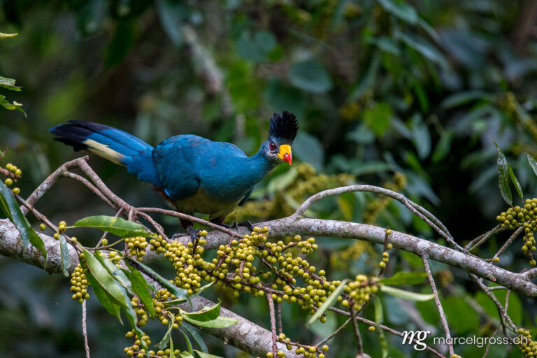Uganda pictures. great blue turaco in a fig tree in Kibale Forest National Park. Marcel Gross Photography