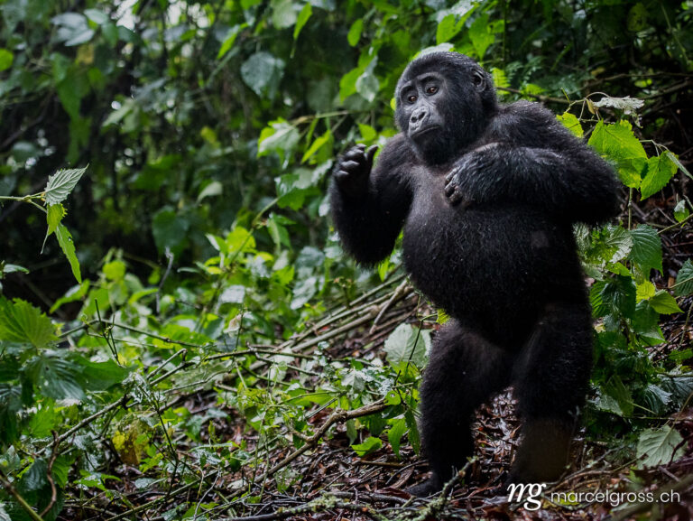 Uganda pictures. Breast drumming of a young gorilla in Bwindi Impenetrable National Park, Uganda. Marcel Gross Photography