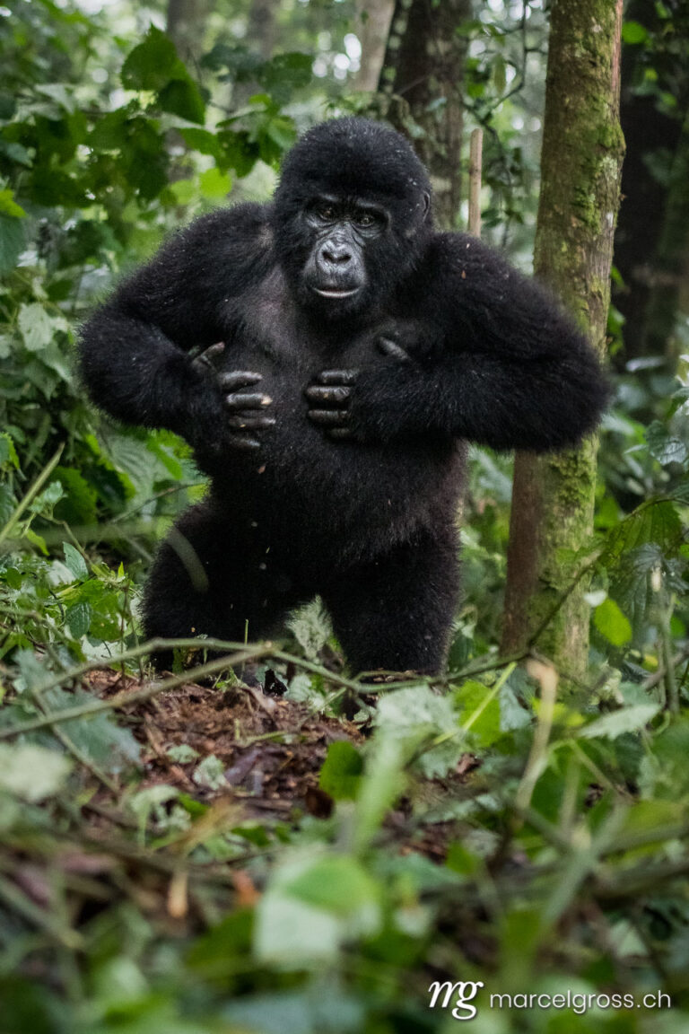 Uganda Bilder. breast drumming young gorilla in the misty cloud forest of Bwindi Impenetrable National Park. Marcel Gross Photography
