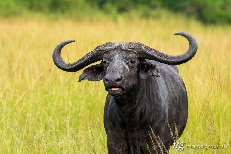 Uganda Bilder. beautiful cape buffalo with huge horns in Queen Elizabeth National Park, Uganda. Marcel Gross Photography