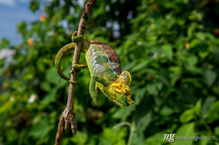 Uganda pictures. Chameleon on a branch in Sipi Falls, Uganda. Marcel Gross Photography