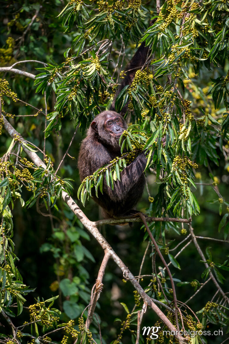 Uganda pictures. A chimpanzee feeding in a fig tree in Kibale Forest National Park. Marcel Gross Photography