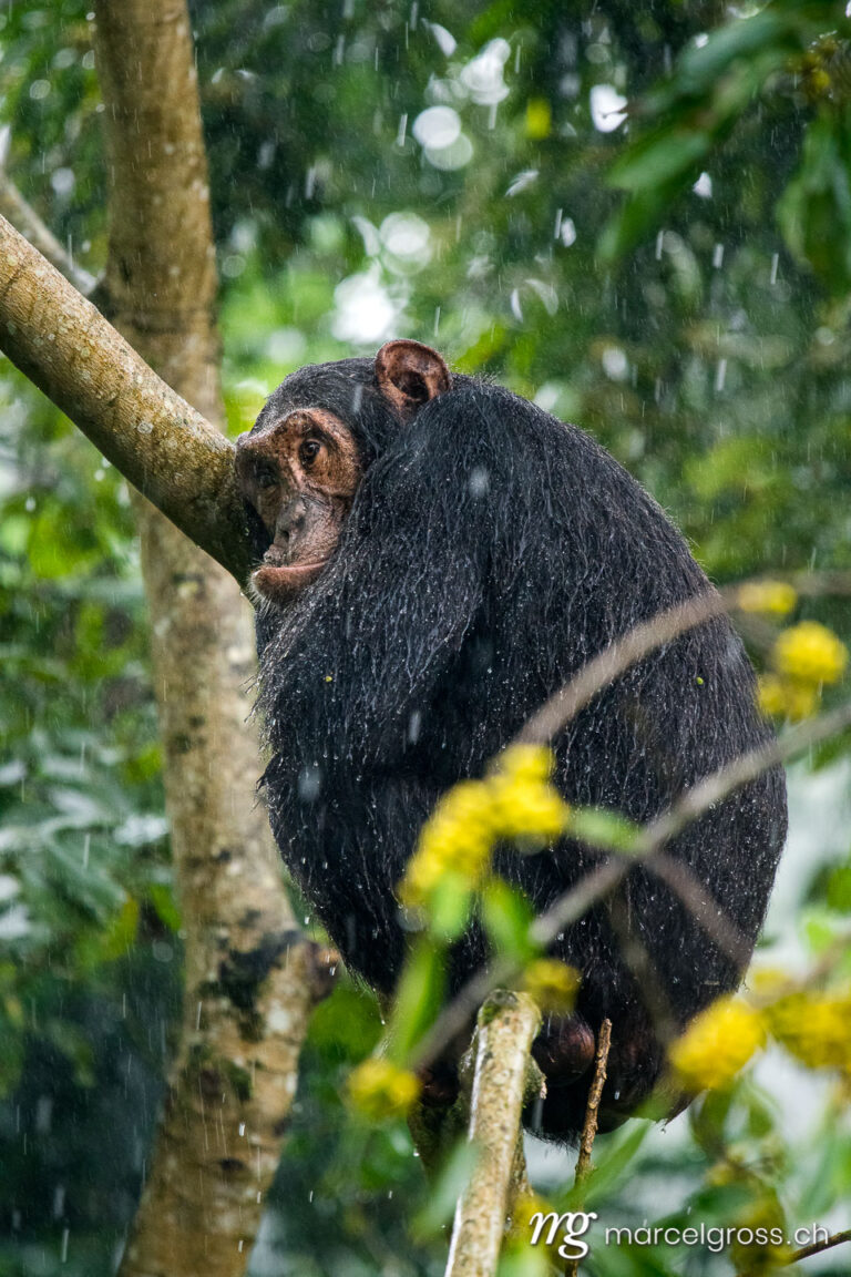 Uganda pictures. a chimpanzee sitting in a fig tree during heavy rains in Kibale Forest National Park. Marcel Gross Photography