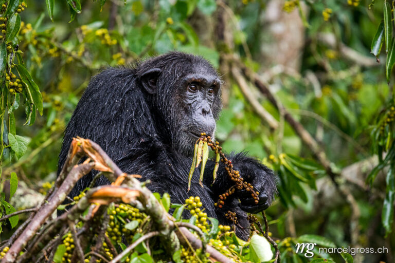 Uganda pictures. elderly male chimpanzee feeding in in Kibale Forest National Park. Marcel Gross Photography