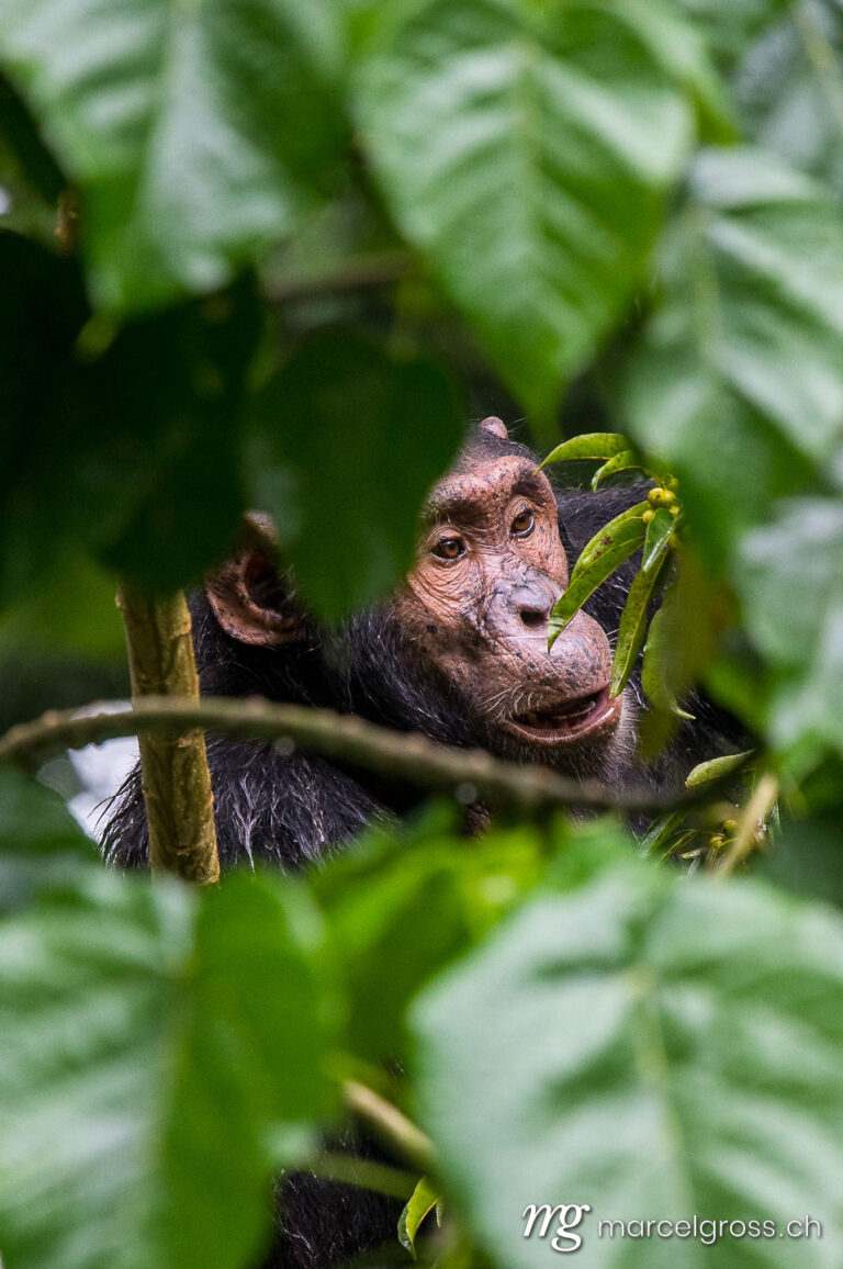 Uganda Bilder. chimp framed by leaves. Marcel Gross Photography