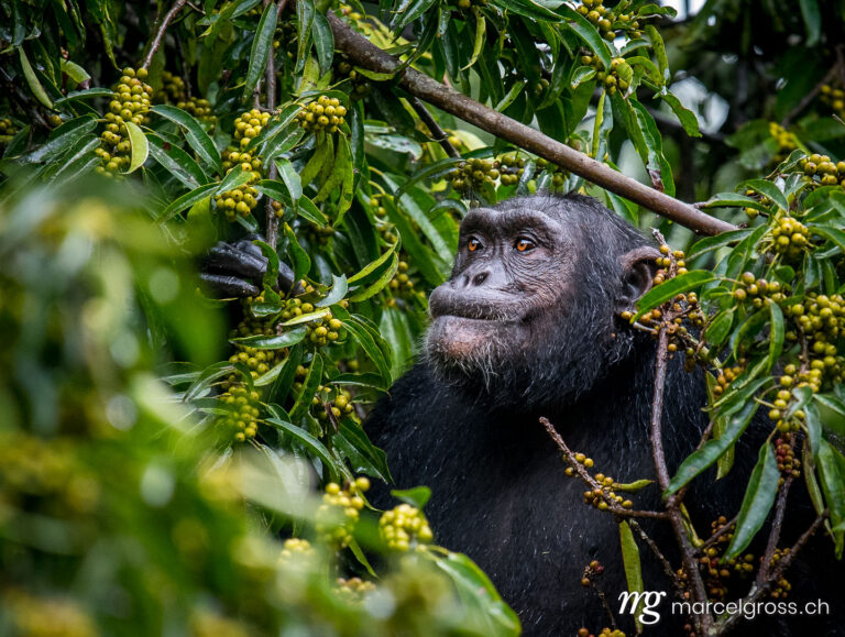 Uganda Bilder. Chimp in Kibale Forest. Marcel Gross Photography