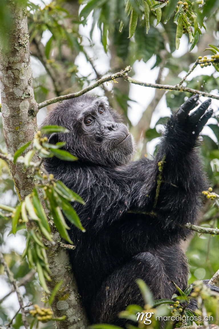 Uganda pictures. old chimpanzee sitting on a branch in Kibale Forest National Park. Marcel Gross Photography