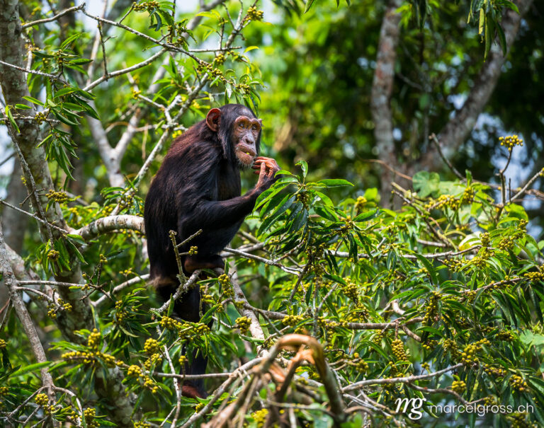 Uganda pictures. a young chimpanzee feeding in a fig tree in Kibale Forest National Park. Marcel Gross Photography