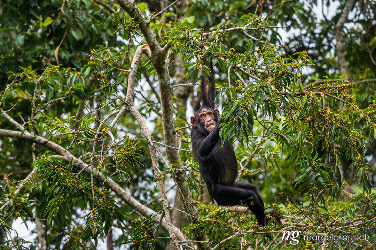 Uganda pictures. Chimpanzee hanging on a branch in Kibale Forest National Park. Marcel Gross Photography