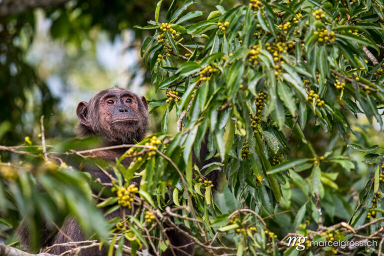 Uganda pictures. Chimpanzee feeding on figs in Kibale Forest National Park. Marcel Gross Photography