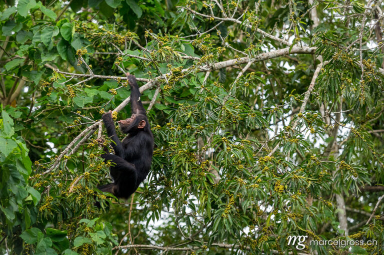 Uganda pictures. Chimpanzee feeding on figs in Kibale Forest National Park. Marcel Gross Photography