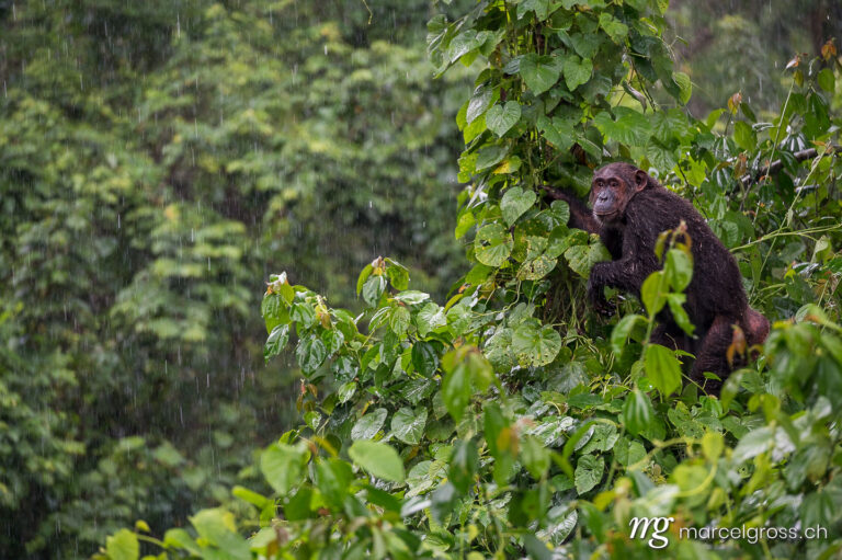 Uganda Bilder. chimpanzee in tropical rain. Marcel Gross Photography
