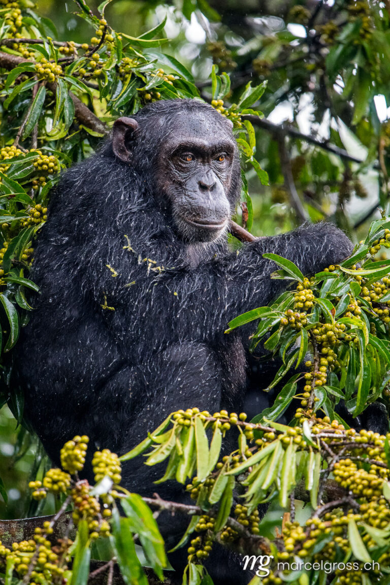 Uganda pictures. A chimpanzee in a tree in Kibale Forest National Park. Marcel Gross Photography