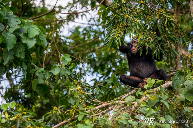 Uganda pictures. Chimpanzee standing on a branch in Kibale Forest National Park. Marcel Gross Photography