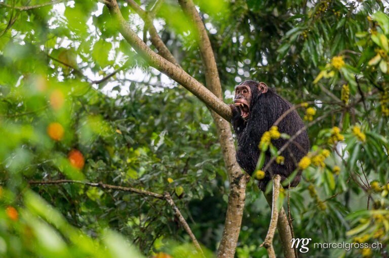 Uganda pictures. yawning chimp in downpour. Marcel Gross Photography