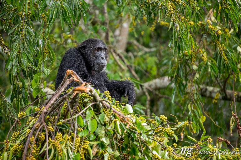 Uganda Bilder. chimp in foliage tree in Kibale Forest National Park. Marcel Gross Photography