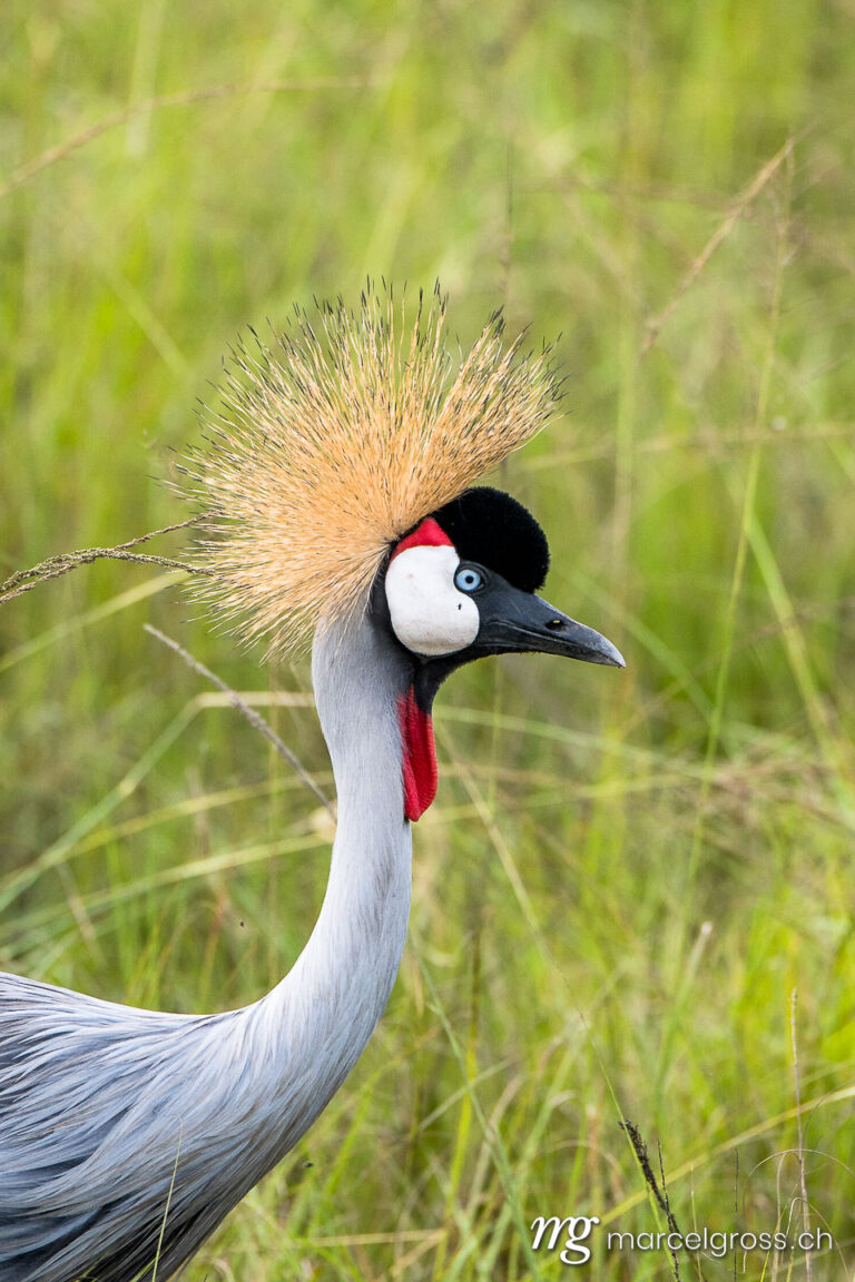 Uganda pictures. Portrait of crowned crane in Lake Mburo National Park, Uganda. Marcel Gross Photography