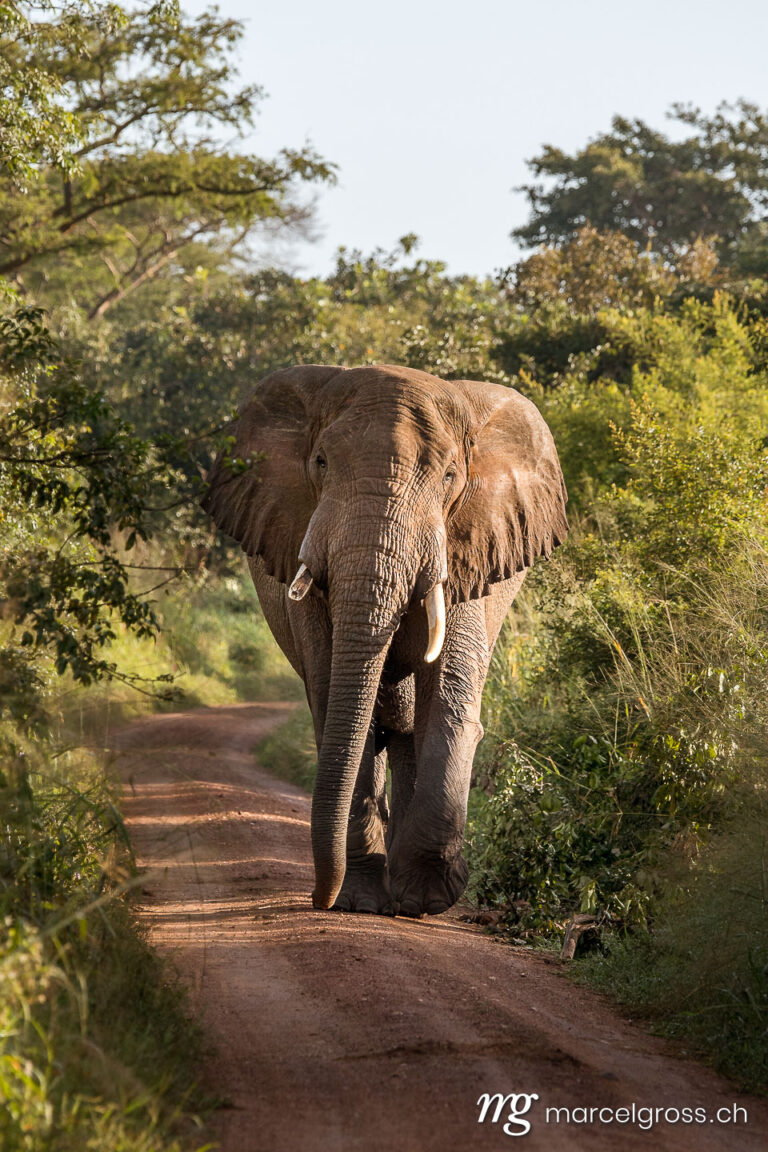 Uganda Bilder. approaching bull elephant on a road in Murchison Falls National Park, Uganda. Marcel Gross Photography