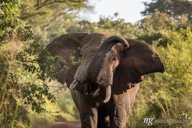 Uganda pictures. Trumpeting male elephant heads on encounter on a road in Murchison Falls National Park, Uganda. Marcel Gross Photography