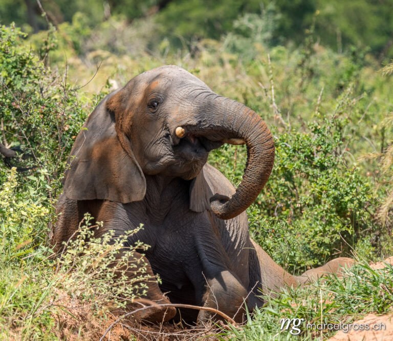 Uganda Bilder. young elephant taking a dust bath in Murchison Falls National Park, Uganda. Marcel Gross Photography