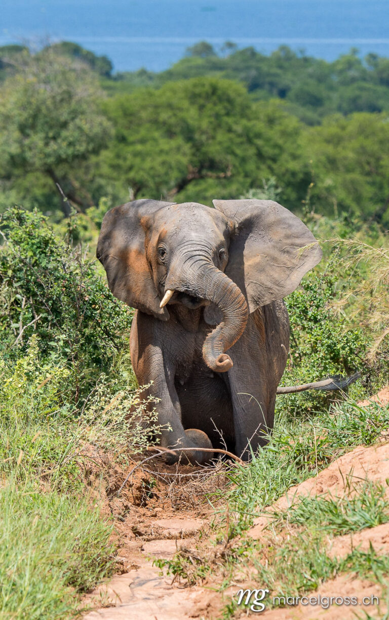Uganda Bilder. dust bathing young African Elephant in Murchison Falls National Park, Uganda. Marcel Gross Photography
