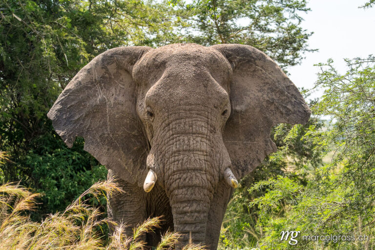Uganda Bilder. giant male Elephant in Murchison Falls National Park, Uganda. Marcel Gross Photography