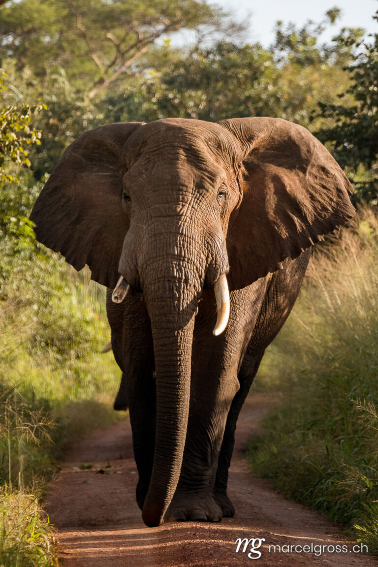 Uganda Bilder. giant male African Elephant on a road in Murchison Falls National Park, Uganda. Marcel Gross Photography