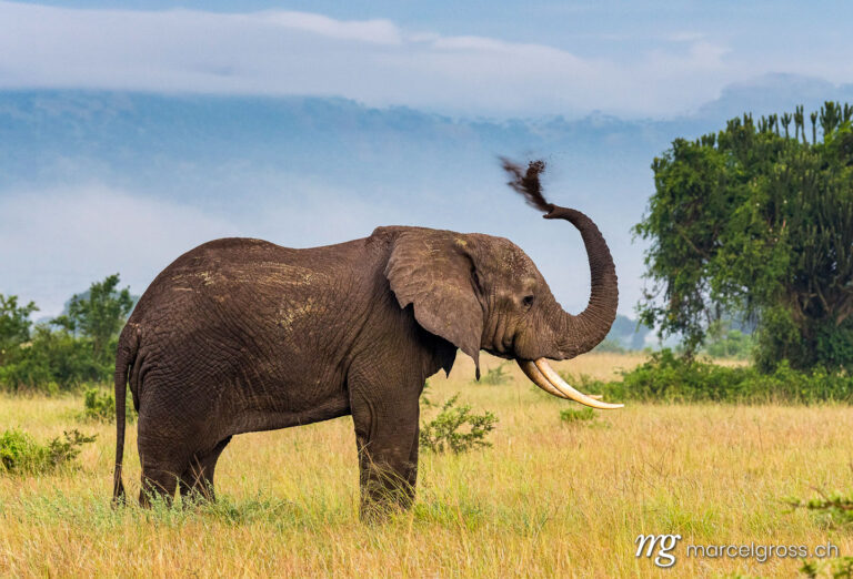 Uganda Bilder. giant male African Elephant spaying dust on his back in Queen Elizabeth National Park, Uganda. Marcel Gross Photography